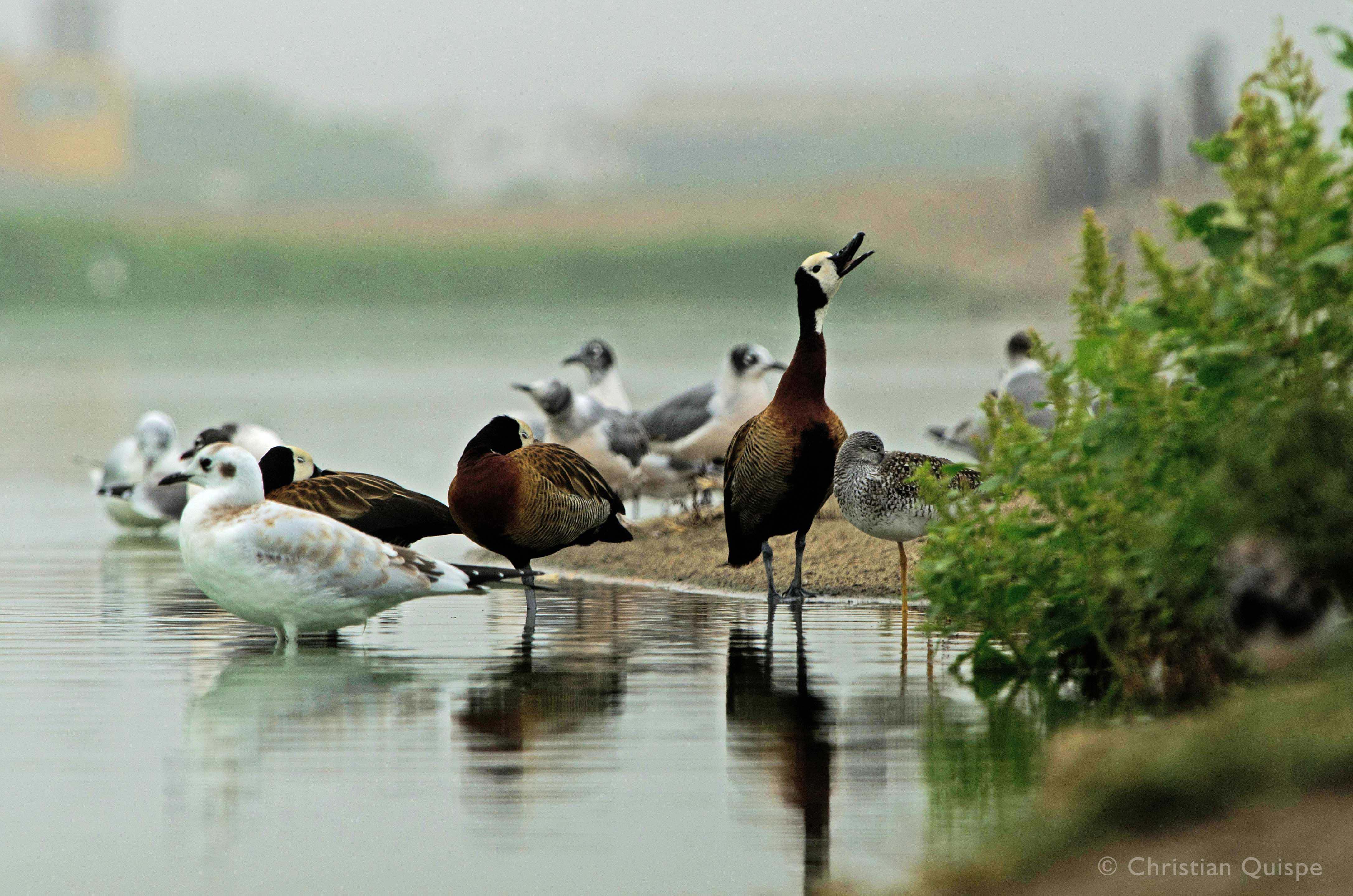 RVS Pantanos de Villa